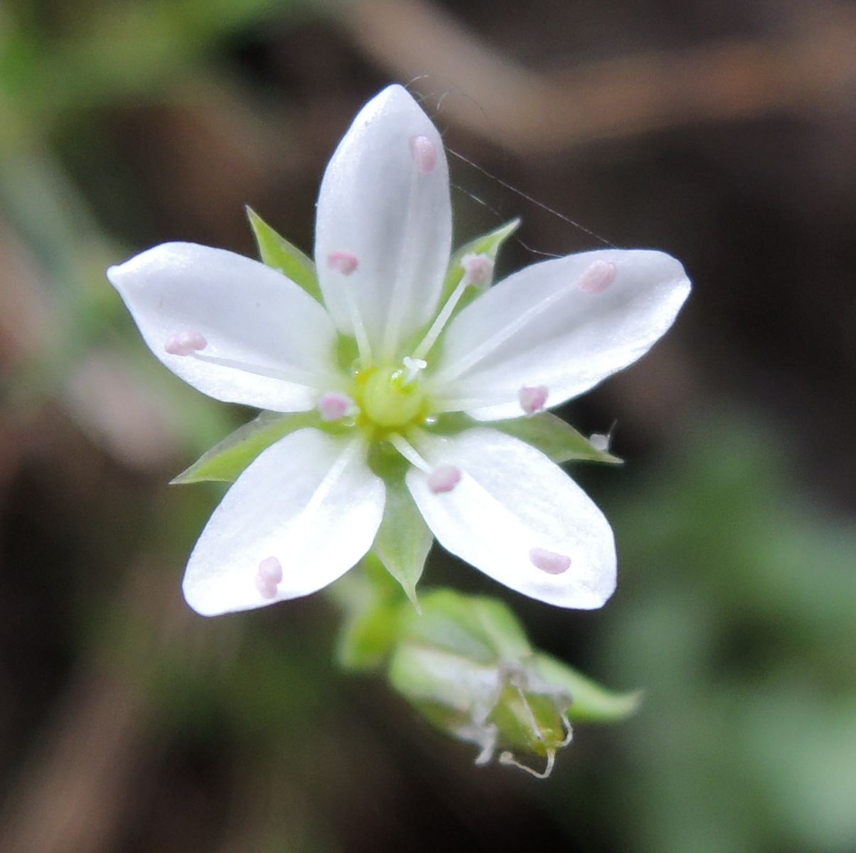 Minuartia Smejkalii